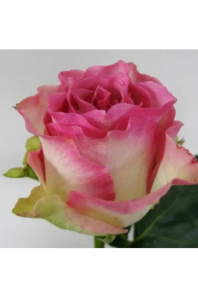 Троянда Малібу - бутон з 